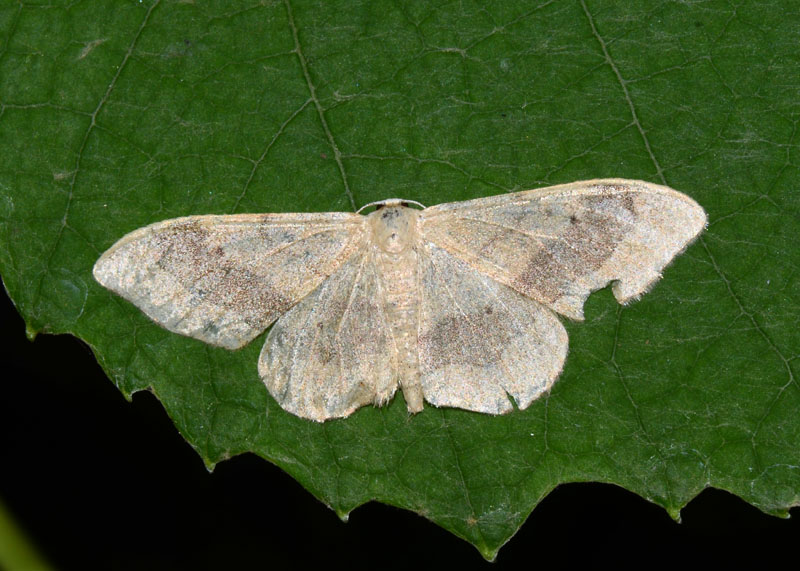 Geometridae da determinare